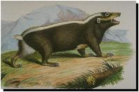 Java Stinkdachs, Malaiischer Stinkdachs oder Teledu [Mydaus javanansis]