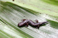 : Bolitoglossa synoria