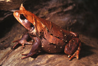 : Brachytarsophrys intermedius