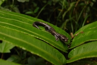 : Bolitoglossa conanti