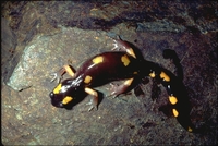 : Ensatina eschscholtzii croceater