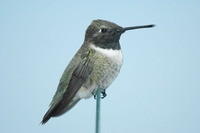 : Archilochus alexandri; Black-chinned Hummingbird