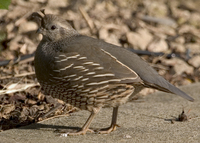 : Callipepla californica; California Quail