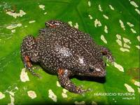 : Relictivomer pearsei; Colombian Plump Frog,