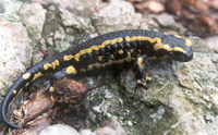 : Salamandra salamandra terrestris; Fire Salamander