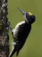 : Picoides arcticus; Black-backed Woodpecker