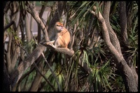 : Erythrocebus patas; Patas Monkey, Red Guenon