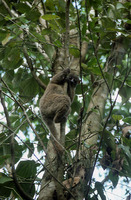 : Lepilemur dorsalis; Grey-backed Sportive Lemur