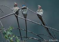 : Urocolius macrourus; Blue-naped Mousebird