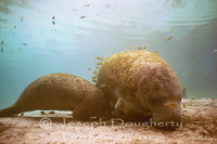 : Trichechus manatus; Manatee Cow And Calf