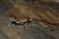 : Agama armata; Tropical Spiny Agama