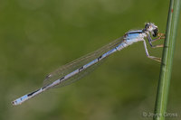 : Enallagma civile; Familiar Bluet