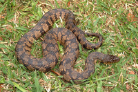 : Nerodia rhombifer; Diamond-backed Water Snake