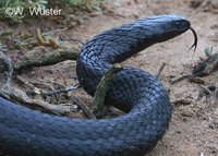 : Notechis scutatus; Australian Tiger Snake