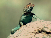 : Petrosaurus mearnsi; Banded Rock Lizard