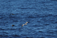 Bullers shearwater