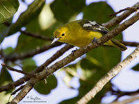 Common Iora Scientific name - Aegithina tiphia