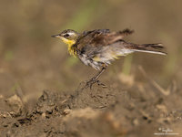 Yellow Wagtail Scientific name - Motacilla flava