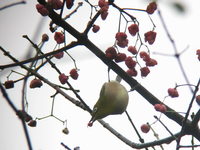 Zosterops japonicus Japanese White-eye メジロ