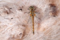 Sort Hedelibel (Sympetrum danae ) Foto/billede af