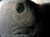 Almindelig/ Stribet havkat (Anarhichas lupus) Foto/billede af