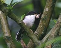 セアカウタイチメドリ Rufous-backed Sibia Heterophasia annectens