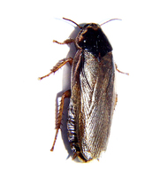 Phoetalia pallida