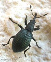 Ischnopterapion virens
