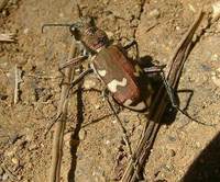 Cicindela sylvicola