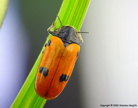 Clytra quadripunctata