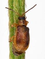 Galerucella tenella