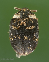 Anthrenus fuscus