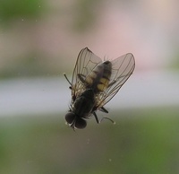 Fannia canicularis - Little House Fly