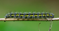 Callimorpha dominula - Scarlet Tiger