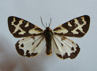 Parasemia plantaginis - Wood Tiger