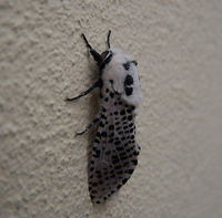 Zeuzera pyrina - Leopard Moth