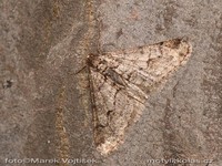 Agriopis leucophaearia - Spring Usher