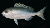 Paracaesio caerulea, Japanese snapper: fisheries