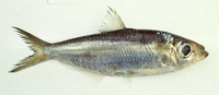 Pellona ditchela, Indian pellona: fisheries, bait