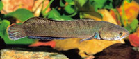 Channa orientalis, Walking snakehead: fisheries, aquarium
