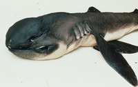 Megachasma pelagios, Megamouth shark: