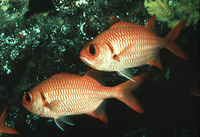 Myripristis amaena, Brick soldierfish: fisheries
