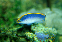 Pseudochromis flavivertex, Sunrise dottyback: aquarium