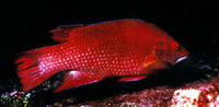 Bodianus insularis, Island hogfish: fisheries