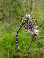 Aeshna cyanea - Southern Hawker Dragonfly