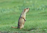 Image of: Marmota himalayana (Himalayan marmot)