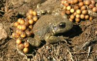 Alytes obstetricans - Common Midwife Toad