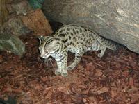 Image of: Prionailurus bengalensis (leopard cat)