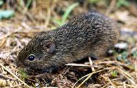 Image of: Sigmodon hispidus (hispid cotton rat)