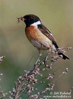 Saxicola rubicola - Common Stonechat